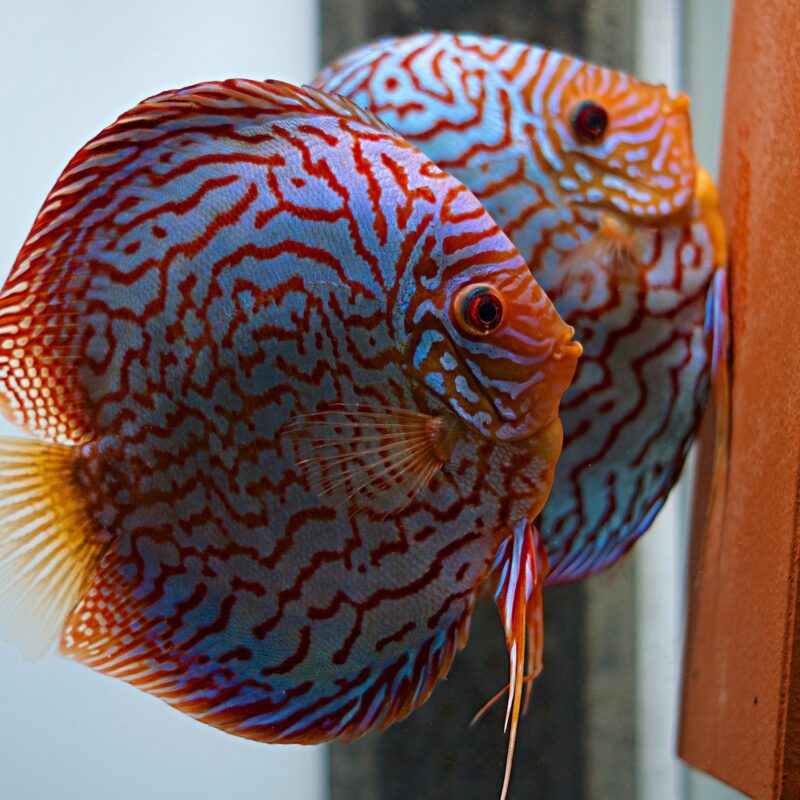 German Red Turquoise Discus, Proven Breeding Pair